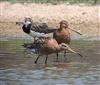 Black-tailed Godwit, Little Marlow GP, 17/07/2026 Photo of Black-tailed Godwit at Little Marlow GP, Buckinghamshire. Taken by Tony James on 17th July 2026.