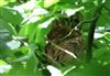 Tawny Owl, Lee Common , 04/07/2026 Photo of Tawny Owl at Lee Common , Buckinghamshire. Taken by Don Stone on 4th July 2026.