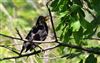Blackbird, Lee Common , 05/07/2026 Photo of Blackbird at Lee Common , Buckinghamshire. Taken by Don Stone on 5th July 2026.