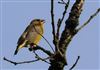 Greenfinch, Lee Common , 07/07/2026 Photo of Greenfinch at Lee Common , Buckinghamshire. Taken by Don Stone on 7th July 2026.