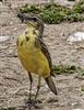 Yellow Wagtail, Amersham Flood Meadows, 28/07/2026 Yellow Wagtail at Amersham Flood Meadows, Buckinghamshire. Photographed by Graham Smith on 28th July 2026.