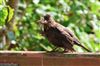 Blackbird, Lee Common , 18/06/2026 Photo of Blackbird at Lee Common , Buckinghamshire. Taken by Don Stone on 18th June 2026.