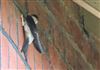 House Martin, Lee Common , 26/06/2026 Photo of House Martin at Lee Common , Buckinghamshire. Taken by Don Stone on 26th June 2026.