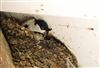House Martin, Lee Common , 26/06/2026 Photo of House Martin at Lee Common , Buckinghamshire. Taken by Don Stone on 26th June 2026.