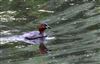 Little Grebe, Wendover, 21/07/2026 Little Grebe at Wendover, Buckinghamshire. Photographed by Don Stone on 21st July 2026.