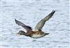 Gadwall, Linford Reserve, Linford GPs, 14/08/2026 Gadwall at Linford Reserve, Linford GPs, Buckinghamshire. Photographed by Michael Haberfield on 14th August 2026.