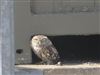 Little Owl, Dorney Lake, Dorney, 19/08/2026 Little Owl at Dorney Lake, Dorney, Buckinghamshire. Photographed by David Cleal on 19th August 2026.