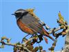 Redstart, Rowsham, 01/08/2026 Redstart at Rowsham, Buckinghamshire. Photographed by Mike Wallen on 1st August 2026.