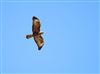 Buzzard, Lee Common , 22/08/2026 Photo of Buzzard at Lee Common , Buckinghamshire. Taken by Don Stone on 22nd August 2026.