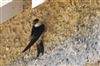 House Martin, Lee Common , 22/08/2026 Photo of House Martin at Lee Common , Buckinghamshire. Taken by Don Stone on 22nd August 2026.