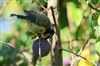 Blue Tit, Lee Common , 23/08/2026 Photo of Blue Tit at Lee Common , Buckinghamshire. Taken by Don Stone on 23rd August 2026.