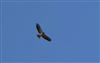 Buzzard, Lee Common , 25/08/2026 Photo of Buzzard at Lee Common , Buckinghamshire. Taken by Don Stone on 25th August 2026.