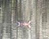 Garganey, Foxcote Res, 13/08/2026 Photo of Garganey at Foxcote Res, Buckinghamshire. Taken by Rob Hill on 13th August 2026.