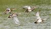 Gadwall, Linford Reserve, Linford GPs, 31/08/2026 Gadwall at Linford Reserve, Linford GPs, Buckinghamshire. Photographed by Michael Haberfield on 31st August 2026.