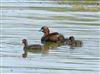 Little Grebe, Willen Lake North, Willen Lakes, 09/08/2026 Little Grebe at Willen Lake North, Willen Lakes, Buckinghamshire. Photographed by Michael Haberfield on 9th August 2026.