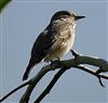 Spotted Flycatcher, College Lake, 11/09/2026 Spotted Flycatcher at College Lake, Buckinghamshire. Photographed by Sally Douglas on 11th September 2026.