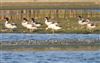 Shelduck, Willen Lake North, Willen Lakes, 28/08/2026 Shelduck at Willen Lake North, Willen Lakes, Buckinghamshire. Photographed by Mike Wallen on 28th August 2026.