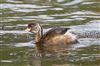 Little Grebe, Willen Lake North, Willen Lakes, 18/09/2026 Little Grebe at Willen Lake North, Willen Lakes, Buckinghamshire. Photographed by Michael Haberfield on 18th September 2026.