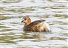 Little Grebe, Willen Lake North, Willen Lakes, 18/09/2026 Little Grebe at Willen Lake North, Willen Lakes, Buckinghamshire. Photographed by Michael Haberfield on 18th September 2026.