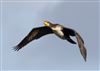 Cormorant, Linford Reserve, Linford GPs, 18/09/2026 Cormorant at Linford Reserve, Linford GPs, Buckinghamshire. Photographed by Michael Haberfield on 18th September 2026.