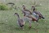 Egyptian Goose, Linford Reserve, Linford GPs, 20/09/2026 Egyptian Goose at Linford Reserve, Linford GPs, Buckinghamshire. Photographed by Michael Haberfield on 20th September 2026.