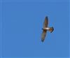 Kestrel, Hyde Heath, 28/08/2026 Photo of Kestrel at Hyde Heath, Buckinghamshire. Taken by Don Stone on 28th August 2026.