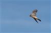 Kestrel, Hyde Heath, 28/08/2026 Photo of Kestrel at Hyde Heath, Buckinghamshire. Taken by Don Stone on 28th August 2026.