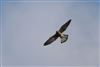 Kestrel, Hyde Heath, 28/08/2026 Photo of Kestrel at Hyde Heath, Buckinghamshire. Taken by Don Stone on 28th August 2026.