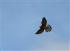 Kestrel, Hyde Heath, 28/08/2026 Photo of Kestrel at Hyde Heath, Buckinghamshire. Taken by Don Stone on 28th August 2026.