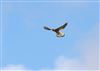 Kestrel, Hyde Heath, 28/08/2026 Photo of Kestrel at Hyde Heath, Buckinghamshire. Taken by Don Stone on 28th August 2026.