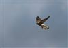 Kestrel, Hyde Heath, 28/08/2026 Photo of Kestrel at Hyde Heath, Buckinghamshire. Taken by Don Stone on 28th August 2026.