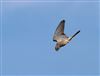 Kestrel, Hyde Heath, 28/08/2026 Photo of Kestrel at Hyde Heath, Buckinghamshire. Taken by Don Stone on 28th August 2026.