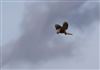 Kestrel, Hyde Heath, 28/08/2026 Photo of Kestrel at Hyde Heath, Buckinghamshire. Taken by Don Stone on 28th August 2026.