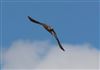 Kestrel, Hyde Heath, 28/08/2026 Photo of Kestrel at Hyde Heath, Buckinghamshire. Taken by Don Stone on 28th August 2026.