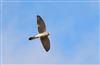 Kestrel, Hyde Heath, 28/08/2026 Photo of Kestrel at Hyde Heath, Buckinghamshire. Taken by Don Stone on 28th August 2026.