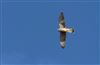 Kestrel, Hyde Heath, 28/08/2026 Photo of Kestrel at Hyde Heath, Buckinghamshire. Taken by Don Stone on 28th August 2026.