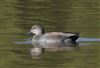 Gadwall, Linford Reserve, Linford GPs, 26/09/2026 Gadwall at Linford Reserve, Linford GPs, Buckinghamshire. Photographed by Michael Haberfield on 26th September 2026.