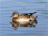 Gadwall, Linford Reserve, Linford GPs, 26/09/2026 Gadwall at Linford Reserve, Linford GPs, Buckinghamshire. Photographed by Michael Haberfield on 26th September 2026.