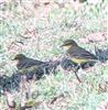 Yellow Wagtail, Dorney Common, Dorney, 06/09/2026 Yellow Wagtail at Dorney Common, Dorney, Buckinghamshire. Photographed by Tony James on 6th September 2026.