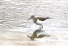 Common Sandpiper, Willen Lake South, Willen Lakes, 08/09/2026 Common Sandpiper at Willen Lake South, Willen Lakes, Buckinghamshire. Photographed by Michael Haberfield on 8th September 2026.