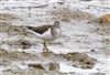 Common Sandpiper, Willen Lake South, Willen Lakes, 08/09/2026 Common Sandpiper at Willen Lake South, Willen Lakes, Buckinghamshire. Photographed by Michael Haberfield on 8th September 2026.