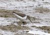 Common Sandpiper, Willen Lake South, Willen Lakes, 08/09/2026 Common Sandpiper at Willen Lake South, Willen Lakes, Buckinghamshire. Photographed by Michael Haberfield on 8th September 2026.