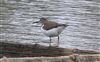 Common Sandpiper, Willen Lake South, Willen Lakes, 08/09/2026 Common Sandpiper at Willen Lake South, Willen Lakes, Buckinghamshire. Photographed by Michael Haberfield on 8th September 2026.