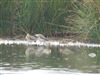 Ruff, Brackenber, 04/09/2026 Ruff at Brackenber, Cumbria. Photographed by Roy Bottomley on 4th September 2026.
