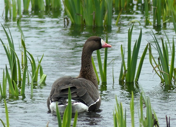 Russian White-fronted Goose