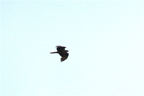 Honey-buzzard Photo of Honey-buzzard. Taken by Tom Mabbett.