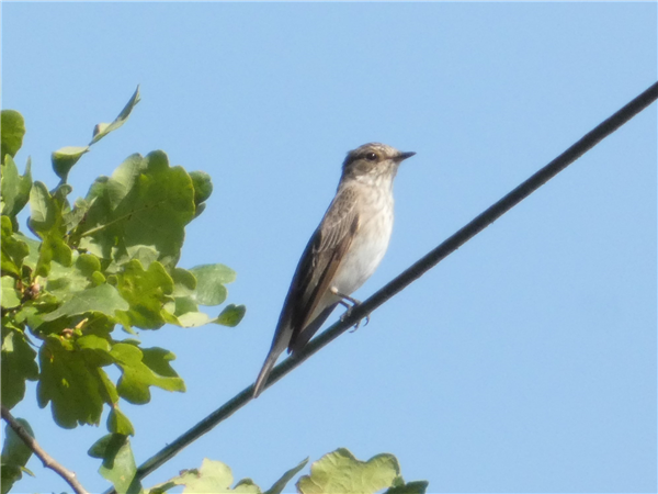 Spotted Flycatcher, Breamore Down, 23/08/2026 Photo of Spotted Flycatcher at Breamore Down, Hampshire. Taken by Thomas Coldwell on 23rd August 2026.