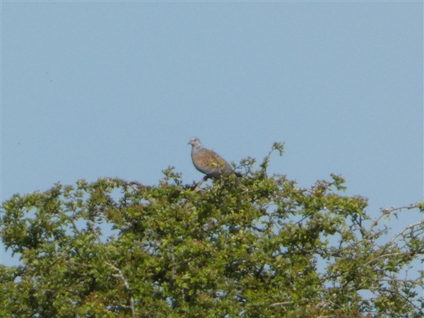 Turtle Dove Photo of Turtle Dove. Taken by Thomas Coldwell.