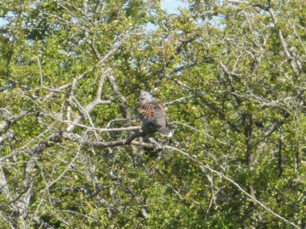 Turtle Dove Photo of Turtle Dove. Taken by Thomas Coldwell.