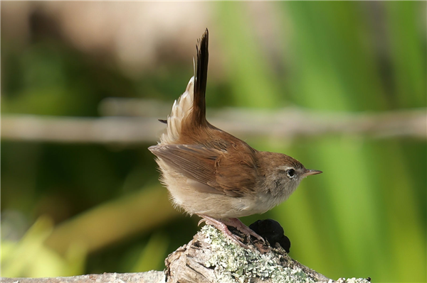 Cetti's Warbler, Shawford Down, 30/08/2026 Photo of Cetti's Warbler at Shawford Down, Hampshire. Taken by Martin Lee on 30th August 2026.